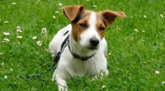 Jack russell terijer